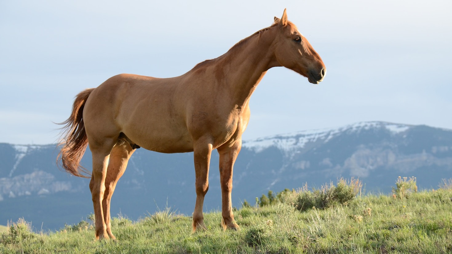 Prepararsi per un concorso di equitazione: guida pratica
