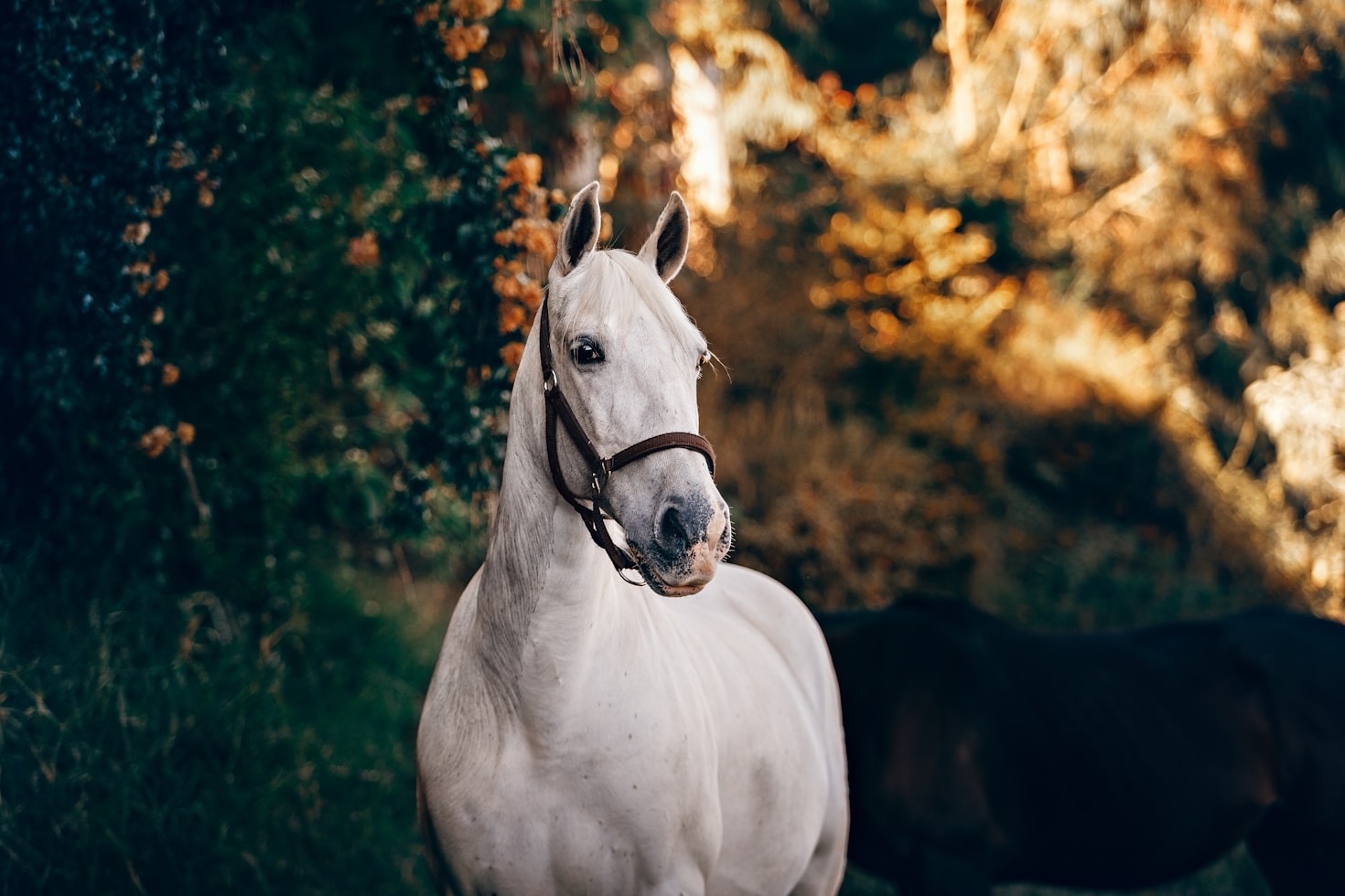 Scopri le discipline equestri offerte da Il Torrione