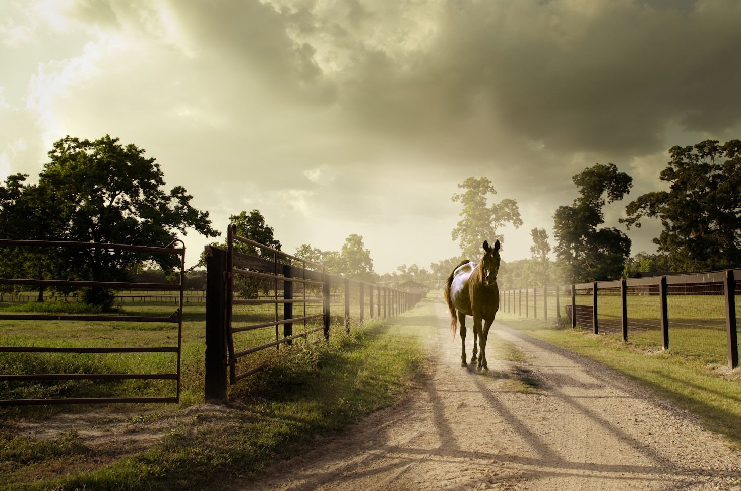 Come scegliere il cavallo giusto per te