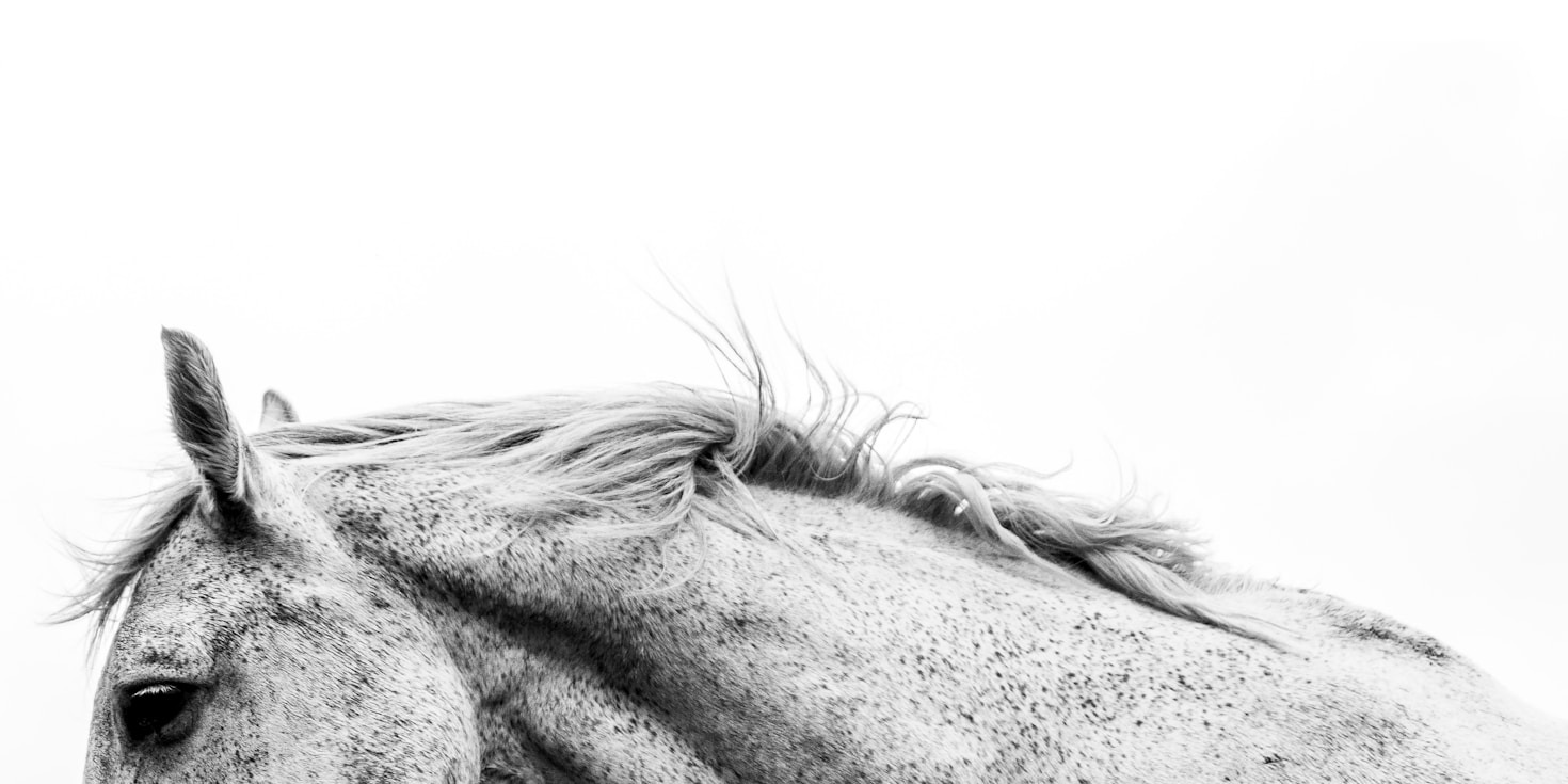 Eventi equestri: un’esperienza indimenticabile al Torrione